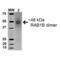 RAB1B, Member RAS Oncogene Family antibody, LS-C773844, Lifespan Biosciences, Western Blot image 