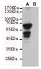 PX domain-containing protein kinase-like protein antibody, M07555, Boster Biological Technology, Western Blot image 