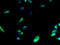HTm4 antibody, A59926-100, Epigentek, Immunofluorescence image 