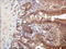 PYCARD antibody, TA336850, Origene, Immunohistochemistry frozen image 