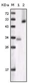 Glycogen Synthase Kinase 3 Alpha antibody, AM06172SU-N, Origene, Western Blot image 