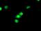 Cyclin-dependent kinase inhibitor 3 antibody, MA5-25690, Invitrogen Antibodies, Immunocytochemistry image 