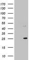 Mitochondrial Ribosomal Protein S11 antibody, TA802838, Origene, Western Blot image 