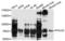 DNA Polymerase Alpha 2, Accessory Subunit antibody, LS-C332545, Lifespan Biosciences, Western Blot image 