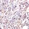 Stomatin-like protein 2 antibody, GTX64801, GeneTex, Immunohistochemistry paraffin image 