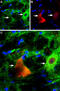 P2X purinoceptor 4 antibody, GTX54851, GeneTex, Immunohistochemistry frozen image 
