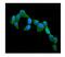 CST3 antibody, M00961-1, Boster Biological Technology, Immunofluorescence image 