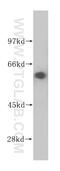 NEDD8 Activating Enzyme E1 Subunit 1 antibody, 14863-1-AP, Proteintech Group, Western Blot image 