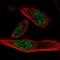 Microtubule Crosslinking Factor 1 antibody, NBP2-47366, Novus Biologicals, Immunofluorescence image 