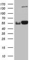 Lysyl Oxidase antibody, CF500864, Origene, Western Blot image 