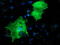 LIM And Cysteine Rich Domains 1 antibody, LS-C337410, Lifespan Biosciences, Immunofluorescence image 