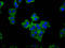 Capping Protein Regulator And Myosin 1 Linker 1 antibody, LS-C680235, Lifespan Biosciences, Immunofluorescence image 