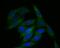 Transmembrane Protein 248 antibody, NBP2-76967, Novus Biologicals, Immunocytochemistry image 