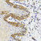 Esterase D antibody, LS-C334573, Lifespan Biosciences, Immunohistochemistry frozen image 