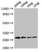 Papain antibody, orb51450, Biorbyt, Western Blot image 