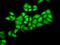 DNA Polymerase Epsilon 3, Accessory Subunit antibody, GTX33158, GeneTex, Immunofluorescence image 