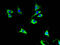Cytochrome C Oxidase Subunit 6A1 antibody, A52685-100, Epigentek, Immunofluorescence image 