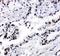 F-box/LRR-repeat protein 4 antibody, PA2192, Boster Biological Technology, Immunohistochemistry frozen image 