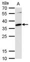 MAF BZIP Transcription Factor antibody, PA5-78051, Invitrogen Antibodies, Western Blot image 
