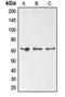 ETS Transcription Factor ELK1 antibody, orb213891, Biorbyt, Western Blot image 
