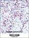 Cytoplasmic protein NCK1 antibody, 57-226, ProSci, Immunohistochemistry paraffin image 