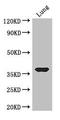 Homeobox D9 antibody, orb41885, Biorbyt, Western Blot image 