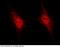 SUMO Peptidase Family Member, NEDD8 Specific antibody, 101068-T10, Sino Biological, Immunohistochemistry frozen image 