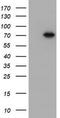 Probable ATP-dependent RNA helicase DDX59 antibody, CF800410, Origene, Western Blot image 