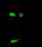 SUB1 Regulator Of Transcription antibody, GTX02324, GeneTex, Immunoprecipitation image 