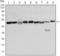 Forkhead Box D3 antibody, M04495-1, Boster Biological Technology, Western Blot image 