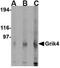  antibody, NBP1-76851, Novus Biologicals, Western Blot image 