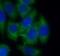 Zyxin antibody, FNab09765, FineTest, Immunofluorescence image 