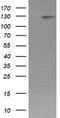 Phosphatidylinositol-4,5-Bisphosphate 3-Kinase Catalytic Subunit Gamma antibody, CF505225, Origene, Western Blot image 