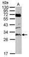 TatD DNase Domain Containing 3 antibody, NBP2-20573, Novus Biologicals, Western Blot image 