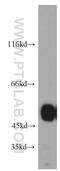 ZPR1 Zinc Finger antibody, 15558-1-AP, Proteintech Group, Western Blot image 
