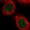 Golgin subfamily A member 3 antibody, NBP1-91953, Novus Biologicals, Immunocytochemistry image 