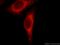 Protein Phosphatase 1 Regulatory Subunit 15B antibody, 14634-1-AP, Proteintech Group, Immunofluorescence image 