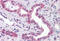 ATP Synthase F1 Subunit Epsilon antibody, MBS245926, MyBioSource, Immunohistochemistry frozen image 