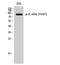 Interleukin 4 Receptor antibody, STJ90720, St John