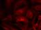 Rac Family Small GTPase 1 antibody, A00041, Boster Biological Technology, Immunofluorescence image 