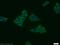 Mesoderm induction early response protein 1 antibody, 11452-1-AP, Proteintech Group, Immunofluorescence image 