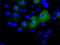 RalA Binding Protein 1 antibody, TA500964, Origene, Immunofluorescence image 