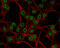 Superoxide Dismutase 1 antibody, GTX100554, GeneTex, Immunofluorescence image 