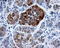 L-xylulose reductase antibody, LS-C114894, Lifespan Biosciences, Immunohistochemistry frozen image 