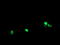 RNA Polymerase III Subunit C antibody, LS-C174149, Lifespan Biosciences, Immunofluorescence image 