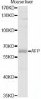 Alpha Fetoprotein antibody, abx125498, Abbexa, Western Blot image 