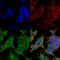 Glutamate Ionotropic Receptor NMDA Type Subunit 2A antibody, SMC-429D-RPE, StressMarq, Immunofluorescence image 