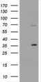 Basic Cytokeratin antibody, TA800728, Origene, Western Blot image 