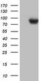 Dan antibody, LS-C336648, Lifespan Biosciences, Western Blot image 