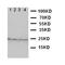 Fibroblast growth factor 10 antibody, orb27672, Biorbyt, Western Blot image 